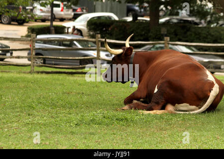 Bulle mit großen Hörnern in Colonial Williamsburg, VA, USA Stockfoto