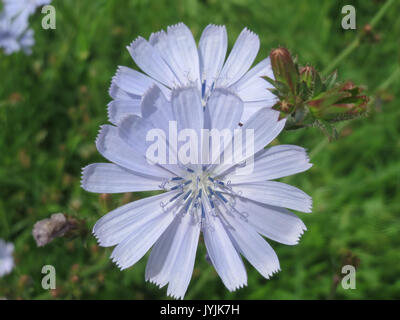 20160706 Cichorium intybus 2 Stockfoto