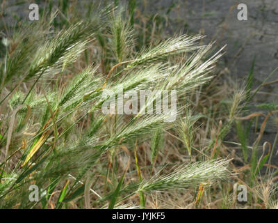 20160711 Hordeum murinum Stockfoto