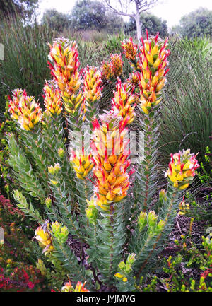 9 Mimetes hirtus Bergfynbos Stockfoto
