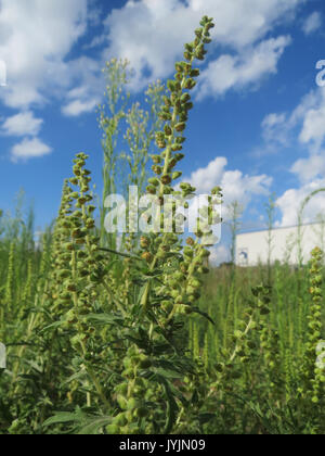 20160729 Ambrosia Artemisiifolia 3 Stockfoto