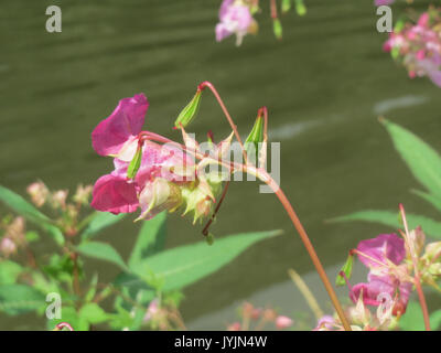 20160805 Impatiens glandulifera 1. Stockfoto