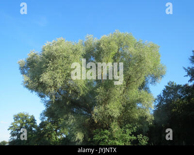 20160813 Salix alba 1. Stockfoto