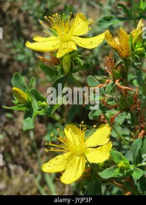 Eine detaillierte Studie von Hypericum perforatum, allgemein bekannt als Johanniskraut, mit Schwerpunkt auf seinen botanischen Eigenschaften und medizinischen Eigenschaften. Stockfoto