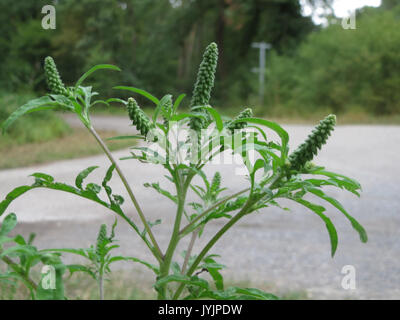 20160819 Ambrosia Artemisiifolia 1. Stockfoto