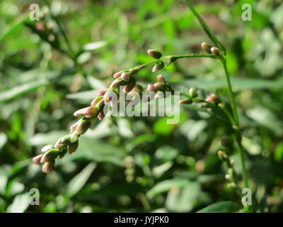 20160821 Persicaria Maculosa 4 Stockfoto