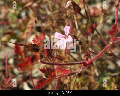 20160830 Geranium robertianum Stockfoto