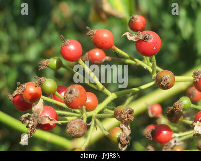 20160831 Rosa multiflora 3 Stockfoto
