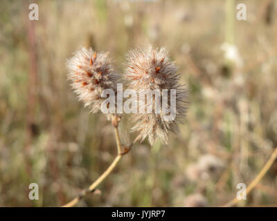 Ein Bild, das Trifolium arvense, allgemein bekannt als Hasenfußklee, zeigt. Diese in Europa und Asien beheimatete Pflanze zeichnet sich durch ihre weichen, dichten Blütenstände aus und kommt häufig in gestörten Böden und Feldern vor. Stockfoto