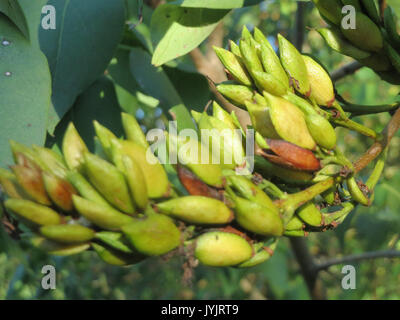 20160906 Syringa vulgaris 2. Stockfoto