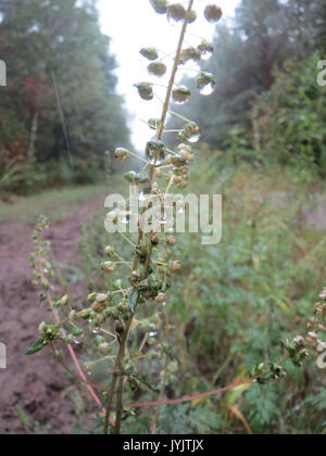 20160918 Ambrosia Artemisiifolia 2 Stockfoto
