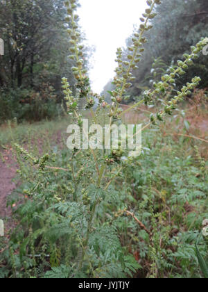 20160918 Ambrosia Artemisiifolia 3 Stockfoto