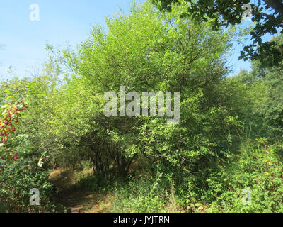 *Prunus cerasifera*, auch bekannt als Kirschpflaume, ist eine Laubbaumarte, die in Europa und Asien vorkommt. Er produziert kleine Blüten des Frühjahrs und essbare Früchte, die oft in Marmeladen und kulinarischen Gerichten verwendet werden. Stockfoto