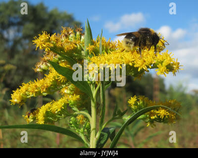20161002 Solidago canadensis 1. Stockfoto