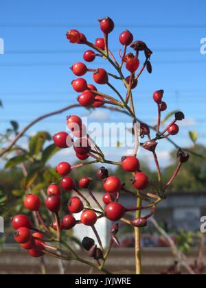20161005 Rosa multiflora 1. Stockfoto