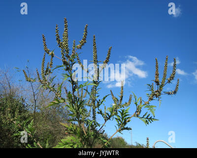 20161005 Ambrosia Artemisiifolia 2 Stockfoto