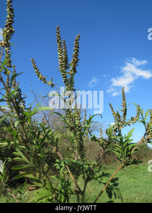 20161005 Ambrosia Artemisiifolia 3 Stockfoto