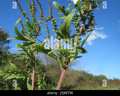 20161005 Ambrosia Artemisiifolia 4 Stockfoto