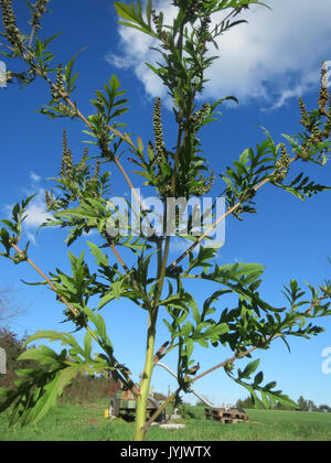 20161005 Ambrosia Artemisiifolia 5 Stockfoto