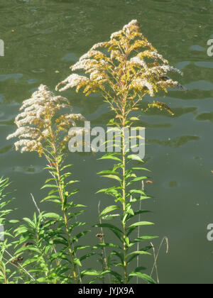 20161013 Solidago canadensis 4 Stockfoto