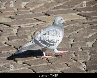 20161016 Columba livia domestica 1. Stockfoto