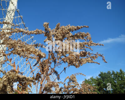 20161016 Solidago canadensis 1. Stockfoto