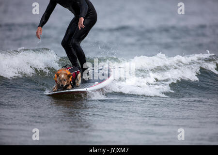 Hund begleitet ein Surfer in Kalifornien Stockfoto