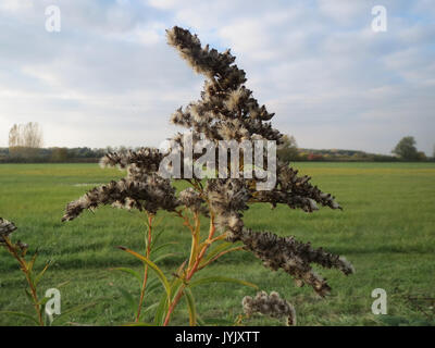 20161026 Solidago canadensis 2 Stockfoto