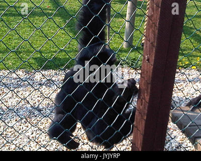 48 Symphalangus syndactylus Stockfoto