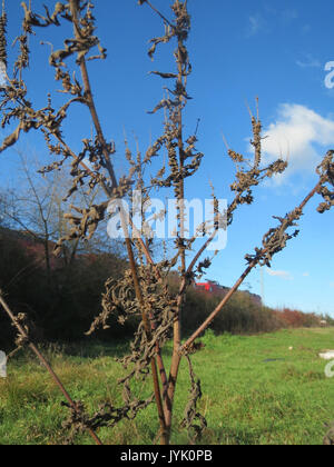20161128 Ambrosia Artemisiifolia 1. Stockfoto