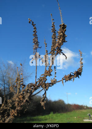 Dieses Bild zeigt Ambrosia artemisiifolia, allgemein bekannt als Ragweed, eine in Nordamerika heimische Pflanzenart, die für ihre Rolle bei Allergien und ihr weit verbreitetes Wachstum in gemäßigten Regionen bekannt ist. Stockfoto