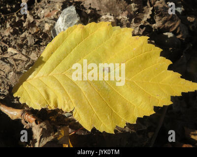 20161128 Ulmus glabra 7 Stockfoto
