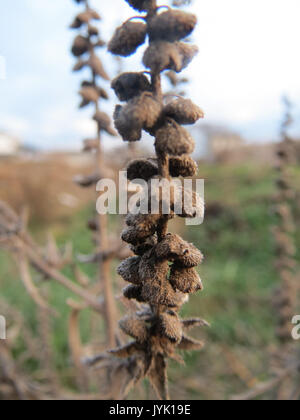 20161209 Ambrosia Artemisiifolia 1. Stockfoto