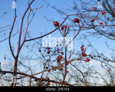 20161210 Rosa multiflora 3 Stockfoto