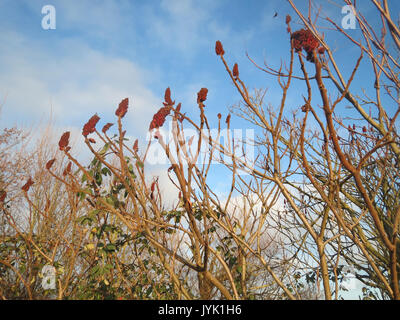 Dieses Bild zeigt *Rhus typhina*, allgemein bekannt als Staghorn Sumac, eine in Nordamerika heimische Pflanze. Bekannt für seine leuchtend roten Früchte und das charakteristische Verzweigungsmuster, wird es oft für Landschaftsgestaltung und medizinische Zwecke verwendet. Stockfoto