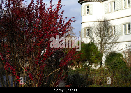 2016.12.28.134225 Wasserschloss (Wasserschloss) Bad Rappenau Stockfoto
