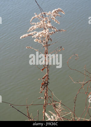 20170119 Solidago canadensis 2 Stockfoto
