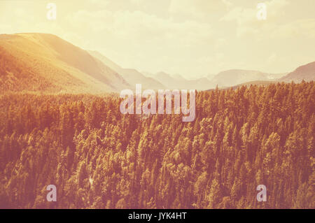 Landschaft mit Wald. Hohe Tannen auf den Pisten des Altaigebirges. Die rauen Russischen Landschaft. getrübt, Toning Foto Stockfoto