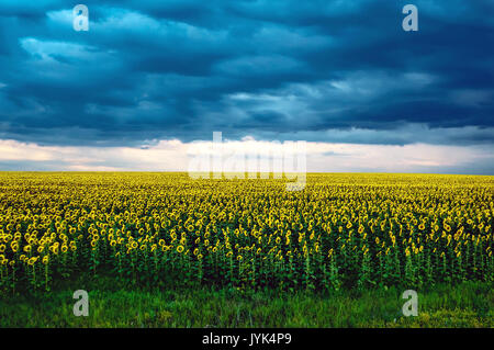 Landwirtschaftliche Landschaft mit Sonnenblumen Feld und Gewitterwolken am sunset Majestic dunkle Wolken am Himmel. Leistungsstarke blaue Wolken vor einem Sturm auf Feld mit Stockfoto