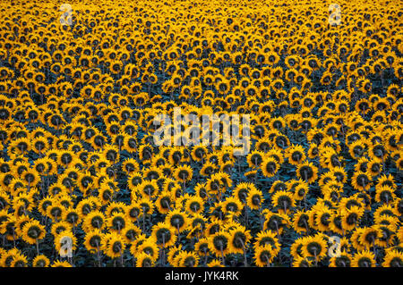 Landwirtschaft Feld mit Sonnenblumen Hintergrund in Indien. Sonnenblume ist Ölpflanze in Ländern mit gemäßigtem Klima angebaut. Die ölsaaten besetzen wichtige Positio Stockfoto