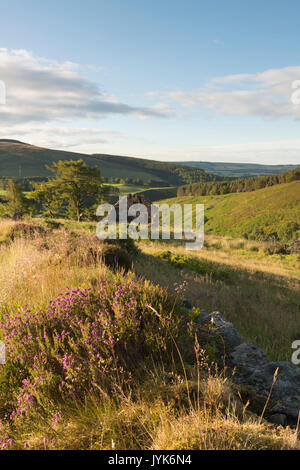 Eine Ruine auf dem Weg über Clatterin Brig, in Richtung Howe der Mearns & Strathmore Stockfoto