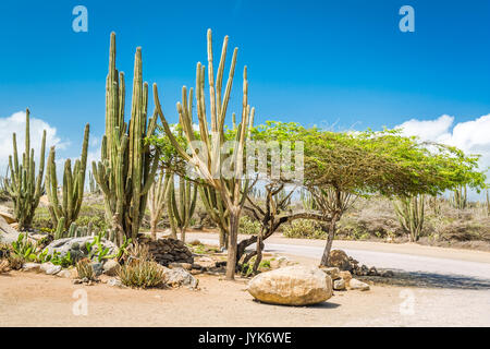 Typische trockene Klima, Kakteen und Sträucher in Aruba. Die ländlichen Gebiete der Insel, genannt kunuku, verschiedene Formen von Kakteen, dornige Sträucher, und Lo Stockfoto