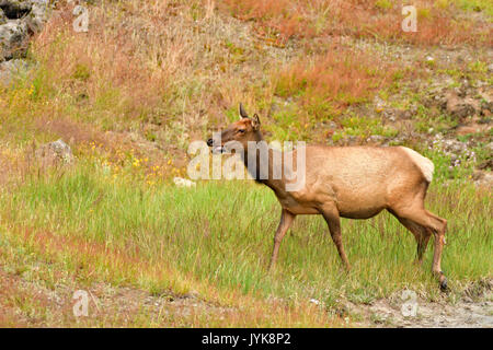 Eine Kuh Elk munching auf Gras Stockfoto