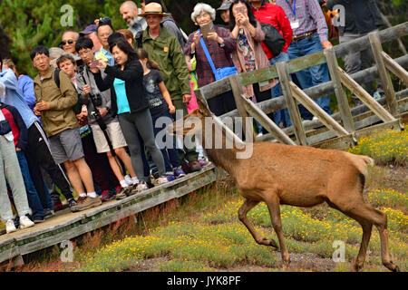 Cow Elk in der Nähe von West Thumb Boardwalk Stockfoto