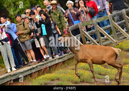 Cow Elk in der Nähe von West Thumb Boardwalk Stockfoto