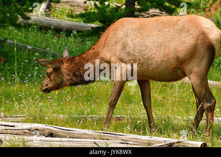 Cow Elk Munching auf Gras Stockfoto