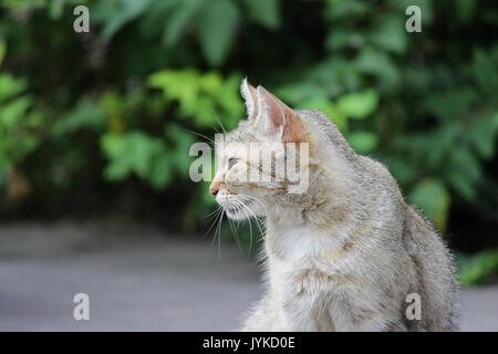 Heimatlose Katze felines Herpesvirus infiziert - feline Rhinotracheitis oder chlamydieninfektion - Chlamydia psittaci mit Augen, Bindehautentzündung und Panophthalmitis. Symptome in Form von tränenfluss der Augen. Stockfoto