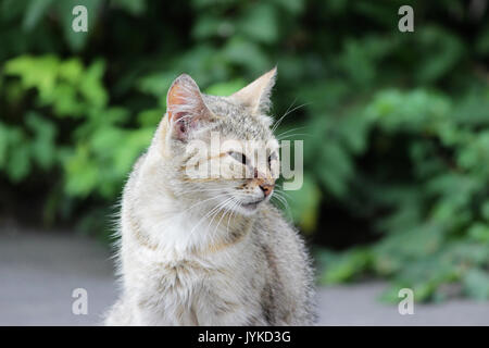 Heimatlose Katze felines Herpesvirus infiziert - feline Rhinotracheitis oder chlamydieninfektion - Chlamydia psittaci mit Augen, Bindehautentzündung und Panophthalmitis. Symptome in Form von tränenfluss der Augen. Stockfoto