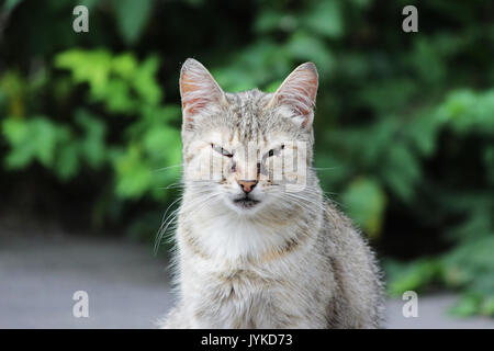 Heimatlose Katze felines Herpesvirus infiziert - feline Rhinotracheitis oder chlamydieninfektion - Chlamydia psittaci mit Augen, Bindehautentzündung und Panophthalmitis. Symptome in Form von tränenfluss der Augen. Stockfoto