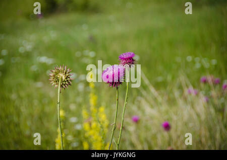 Schottische Distel Blume Stockfoto